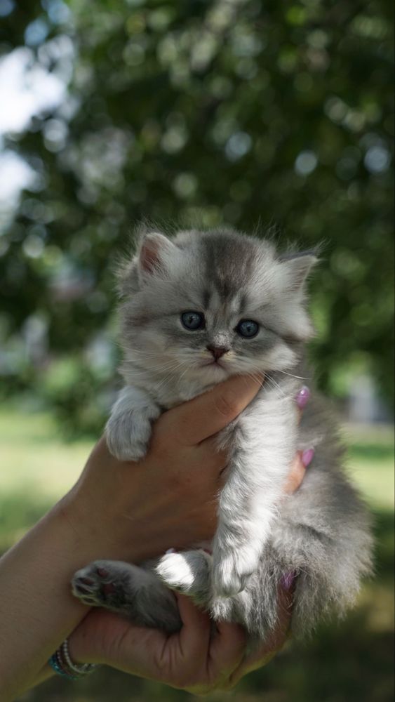 Королевские котята