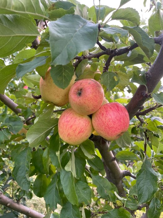 Jabłka, gruszki z własnego sadu / Gdynia Obłuże