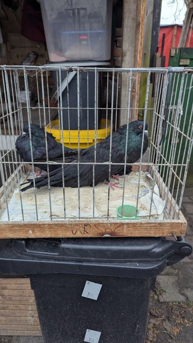 Garlacze Staroniemieckie, gołębie, Garłacze