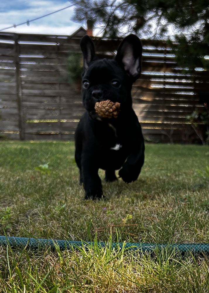 Buldog francuski- piesek
