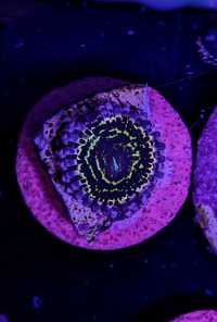 Zoa Stratosphere nie Grand Master Krakatoa GMK Zoanthus Zoanthid