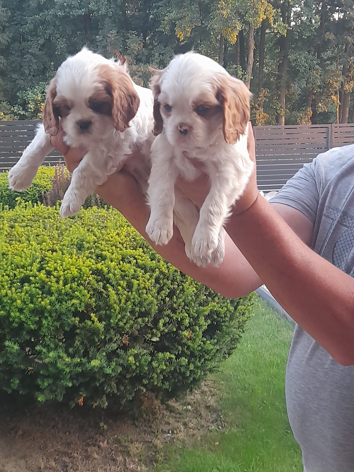 Piesek Cavalier king charles spaniel