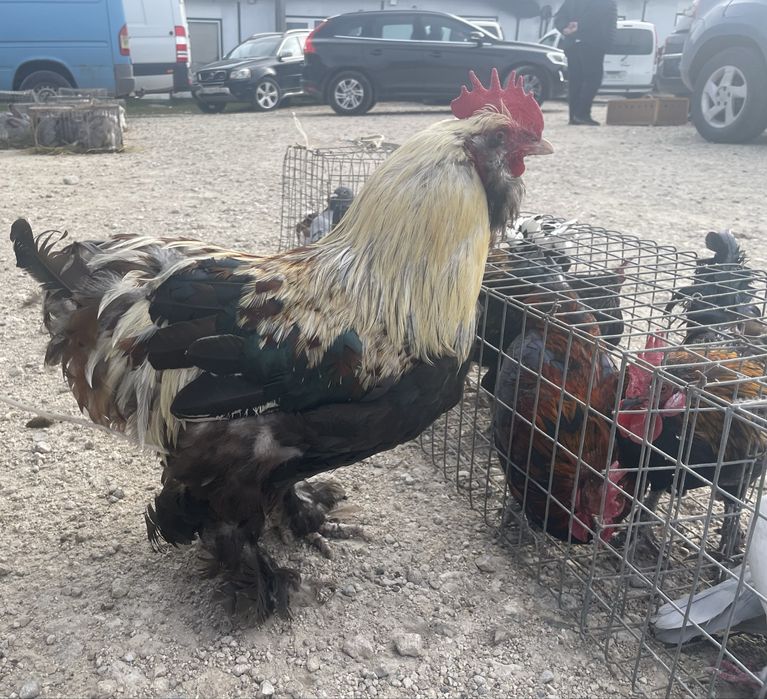 Півник породи Фавероль