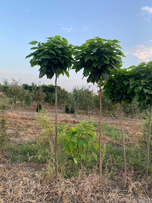 Щеплені штамбові дерева