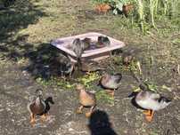 Patos real ou pato bravo