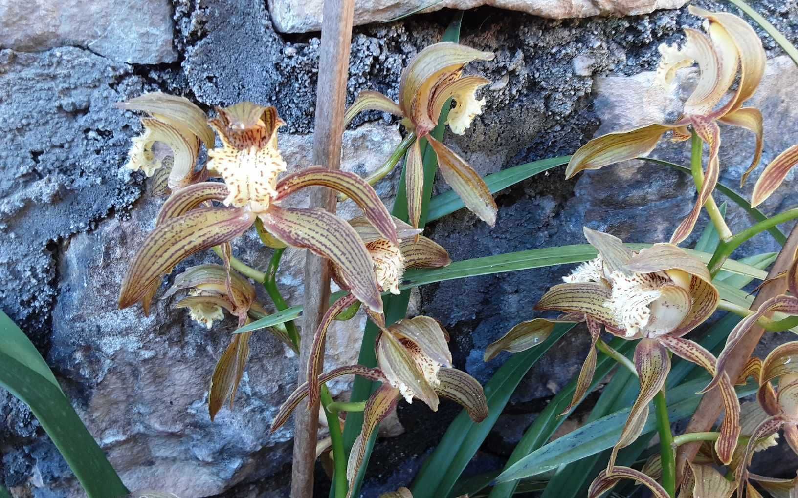 Orquídeas perfumadas