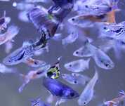 Guppys Variados Coloridos