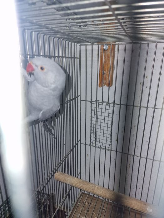 Ring Neck Cinza 2025