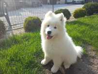Sprzedam Samoyed/ Samojed szczeniak FCI