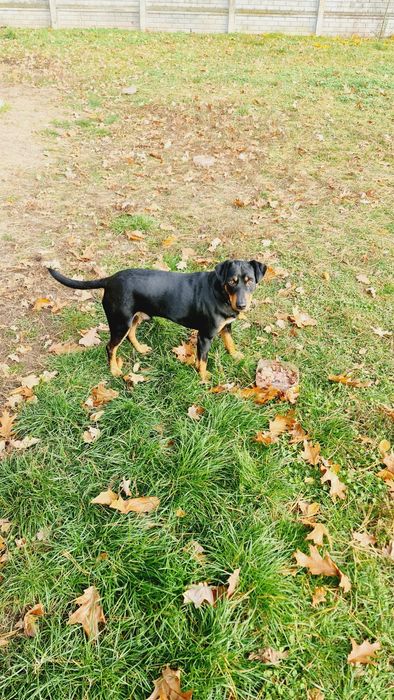 Pies rasy jagdterier oddam w dobre ręce