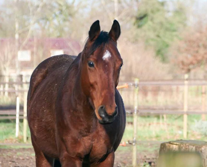 Wymiana konia na alpaki