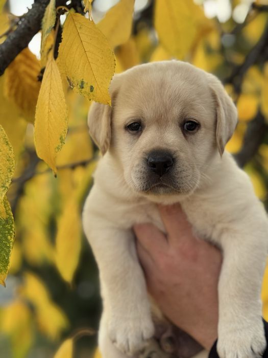 Гарнесенькі хлопчики , з документами і вакциною