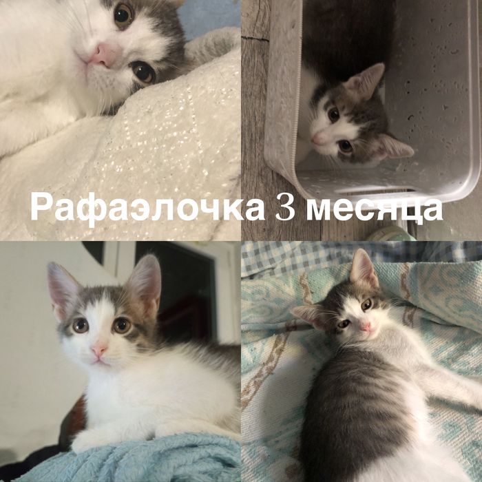 Самые красивые котята ищут семью подарите им семью