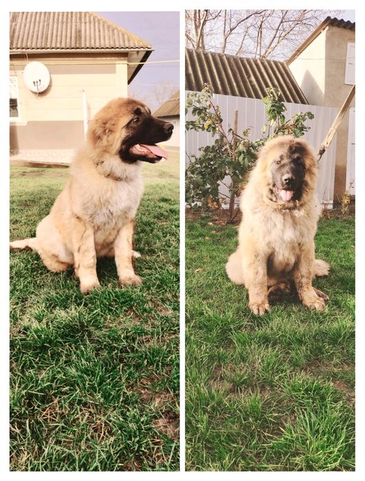 Кавказька вівчарка