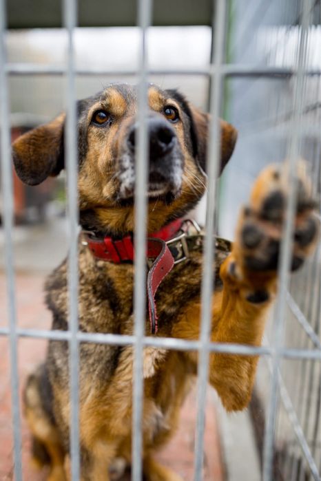 Max - pies w typie owczarka niemieckiego do adopcji