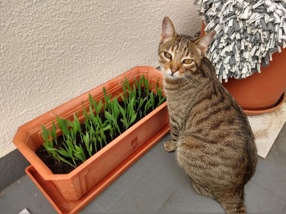 Cat Sitting - Charneca da Caparica e Costa da Caparica