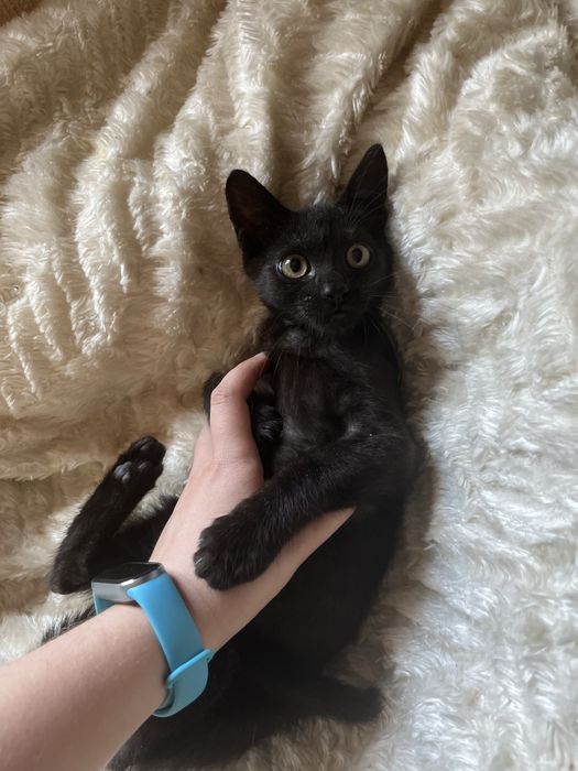 Киця, кошка, котики, котенята, котеня, котёнок, котята