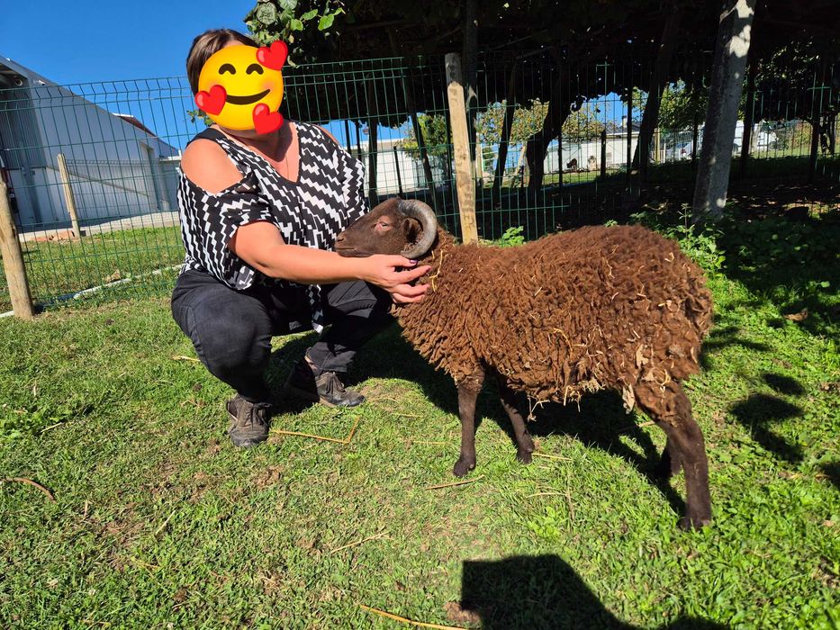 Borrego Micro-Anão Dócil