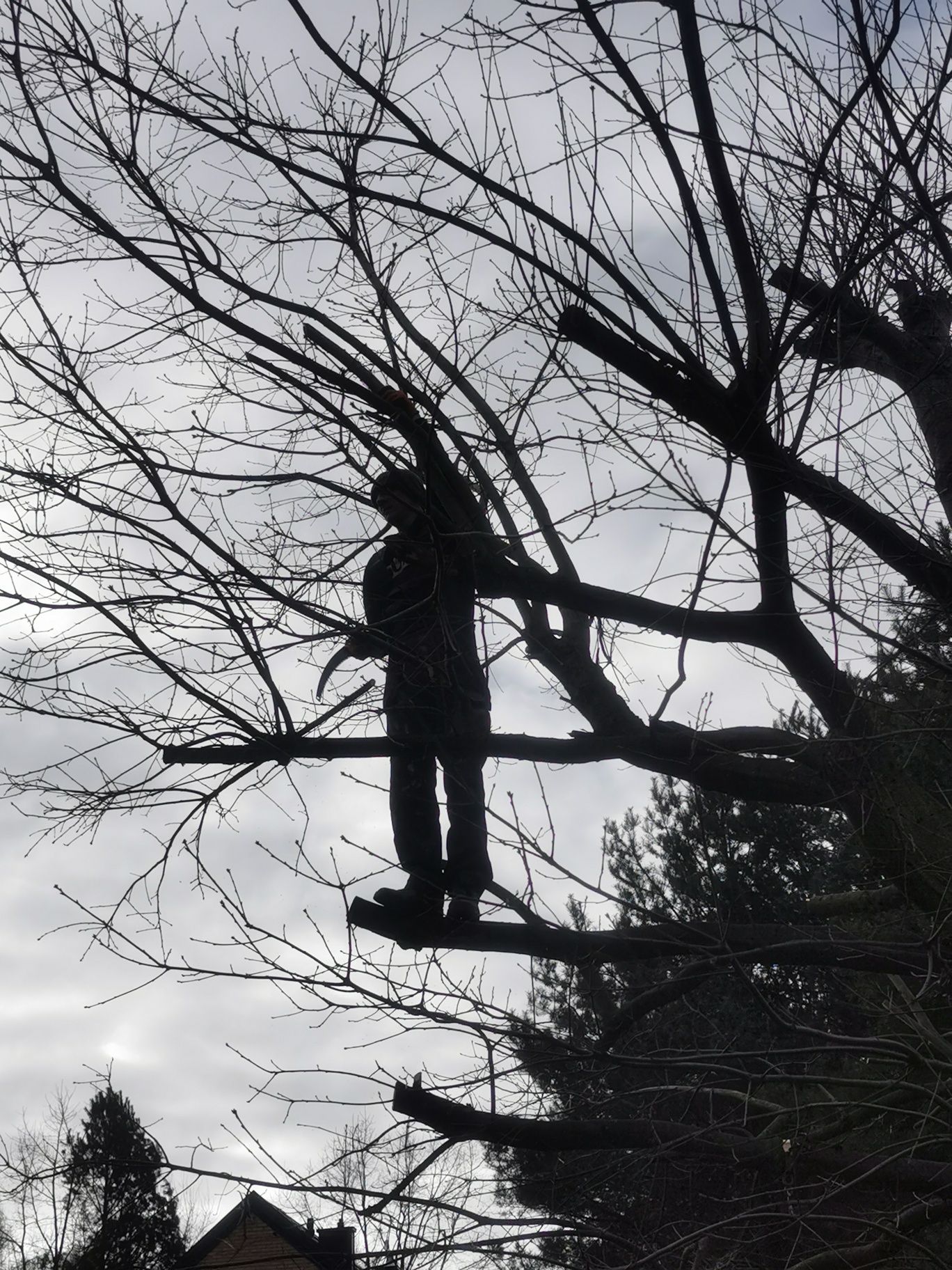 Rębak czyszczenie działek wycinka i pielęgnacja drzew i krzewów