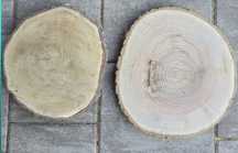 Plaster dębowy i jesionowy