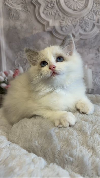 Koteczka Ragdoll blue bikolor