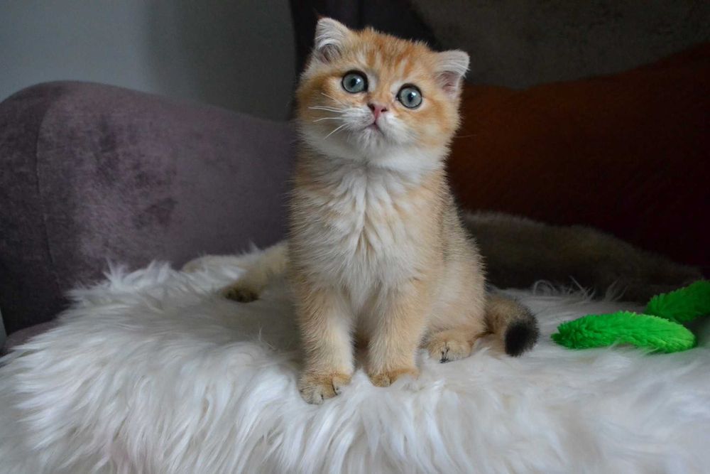 koteczki szkocka -urocza