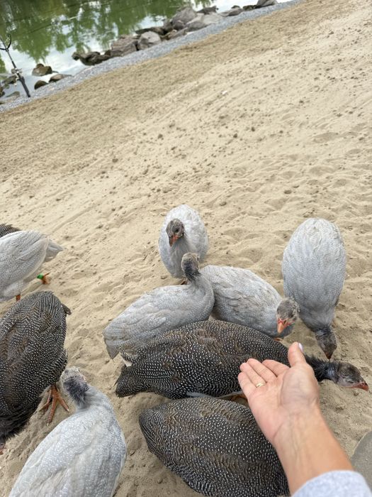 Продам молодих цесарок