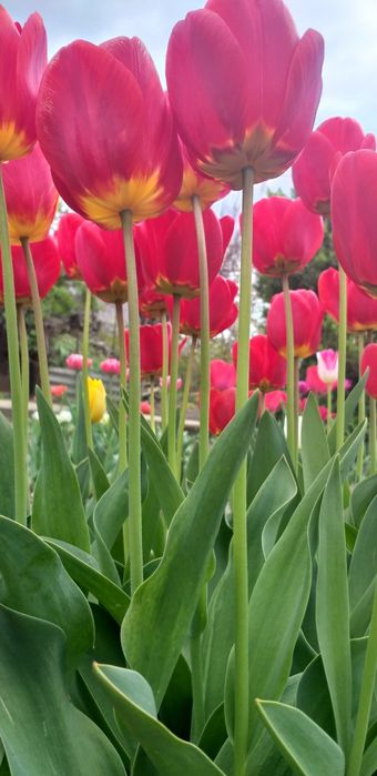 Продам домашні цибулини тюльпанів (луковицы тюльпанов)