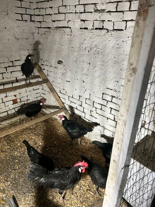 Miniory jaja lęgowe