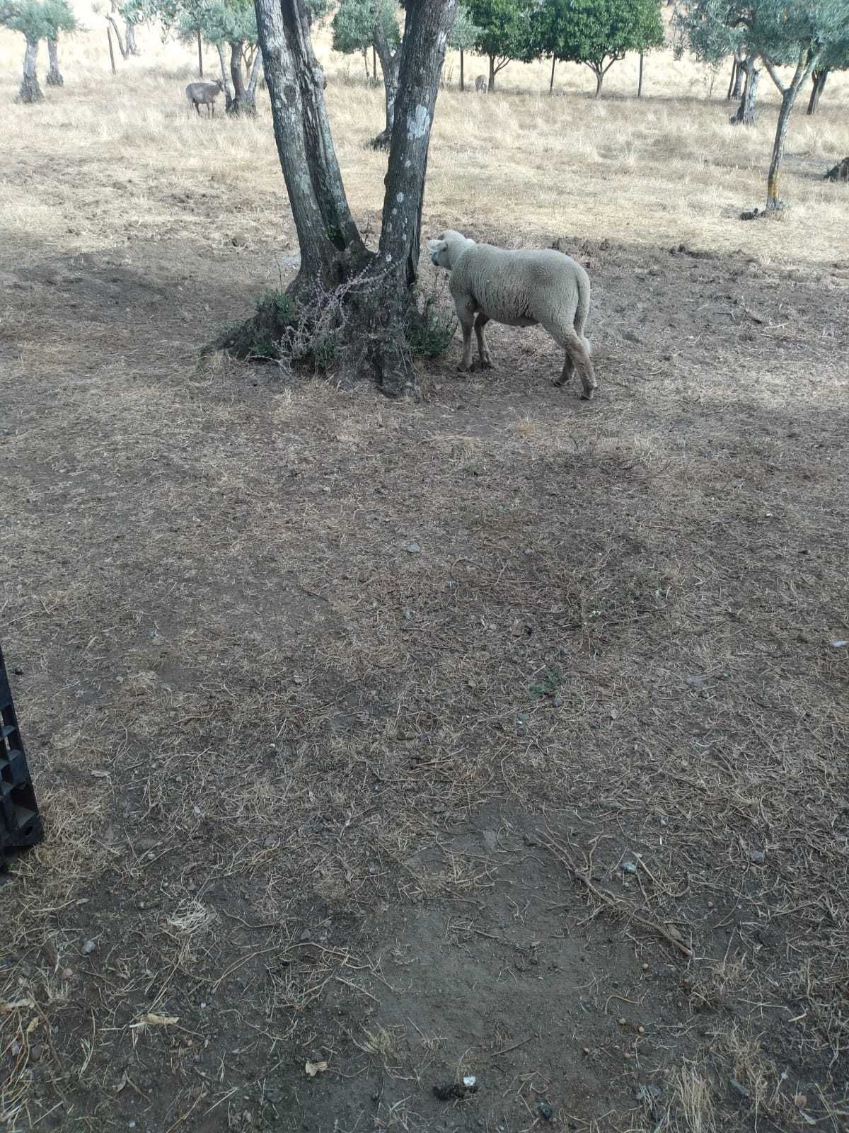 Vende se borrego