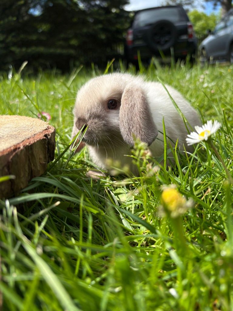 Królik miniaturoay mini lop baranaek karzełek hodowla