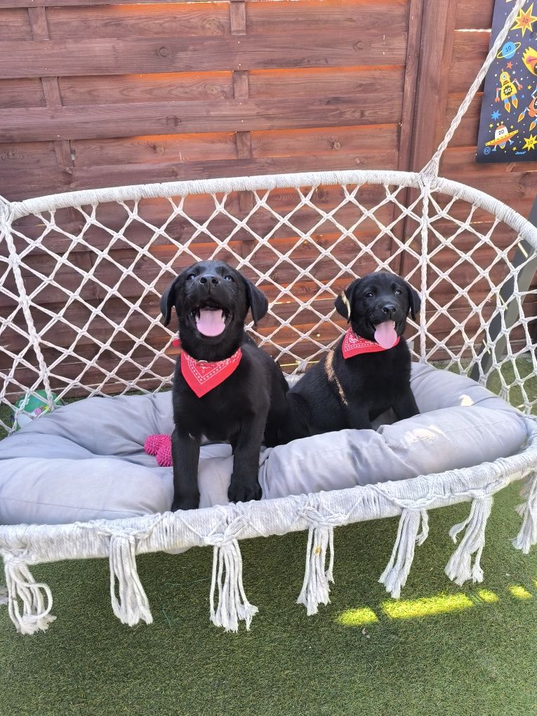 Labrador Retriever Sid czarny gotowy do odbioru