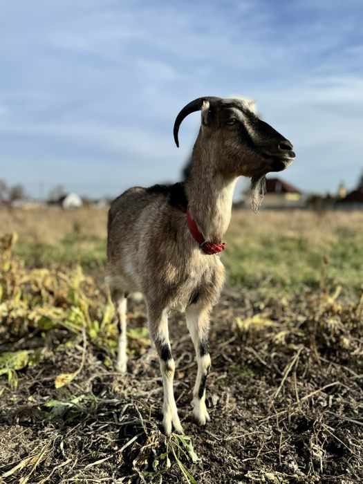 Продам козу ( ціна договірна)