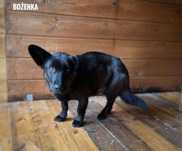4 letnia Bożenka, lękliwa, łagodna adopcja za darmo oddam