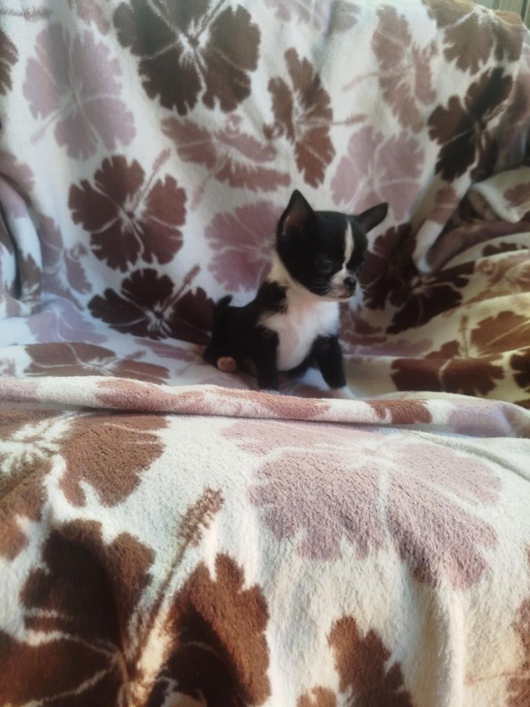 Suczka  Chihuahua