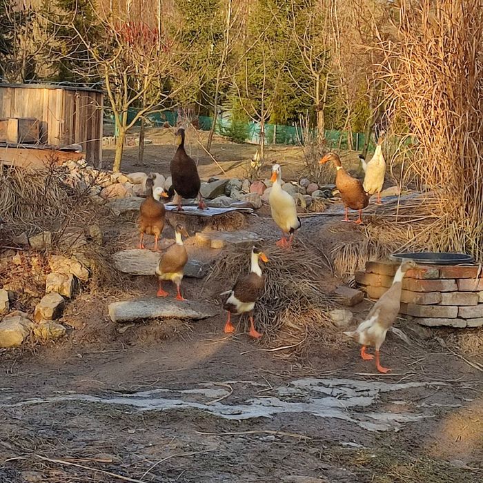 Hodowla kaczek  BIEGUS INDYJSKI Czystej Rasy