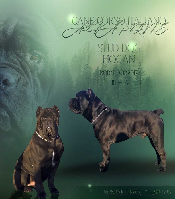 Cane corso Italiano