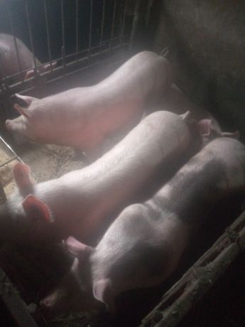 Продам свині живою вагою.