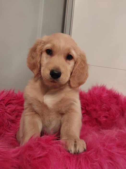 Golden Retriever pieski