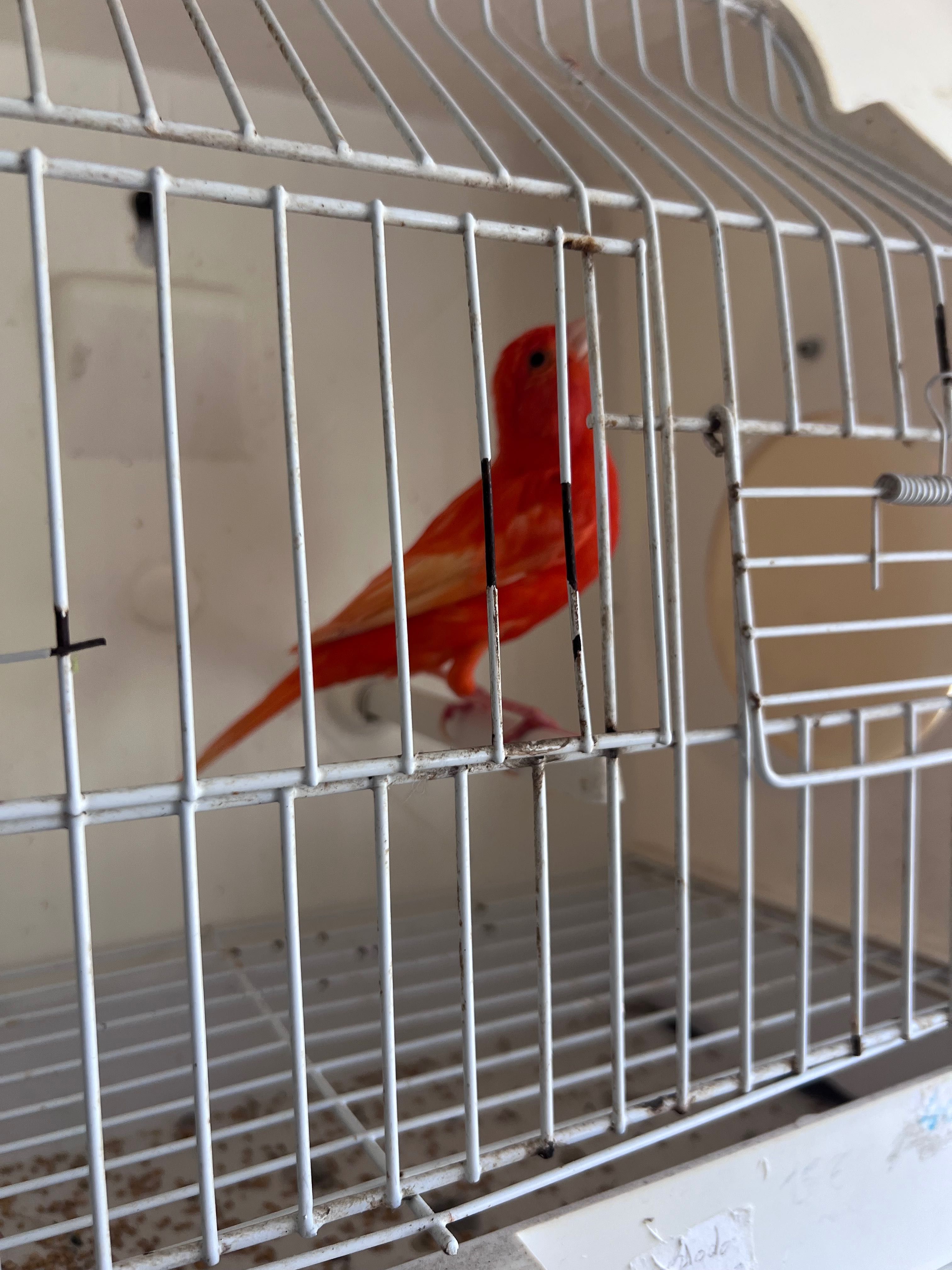 Canário Vermelho