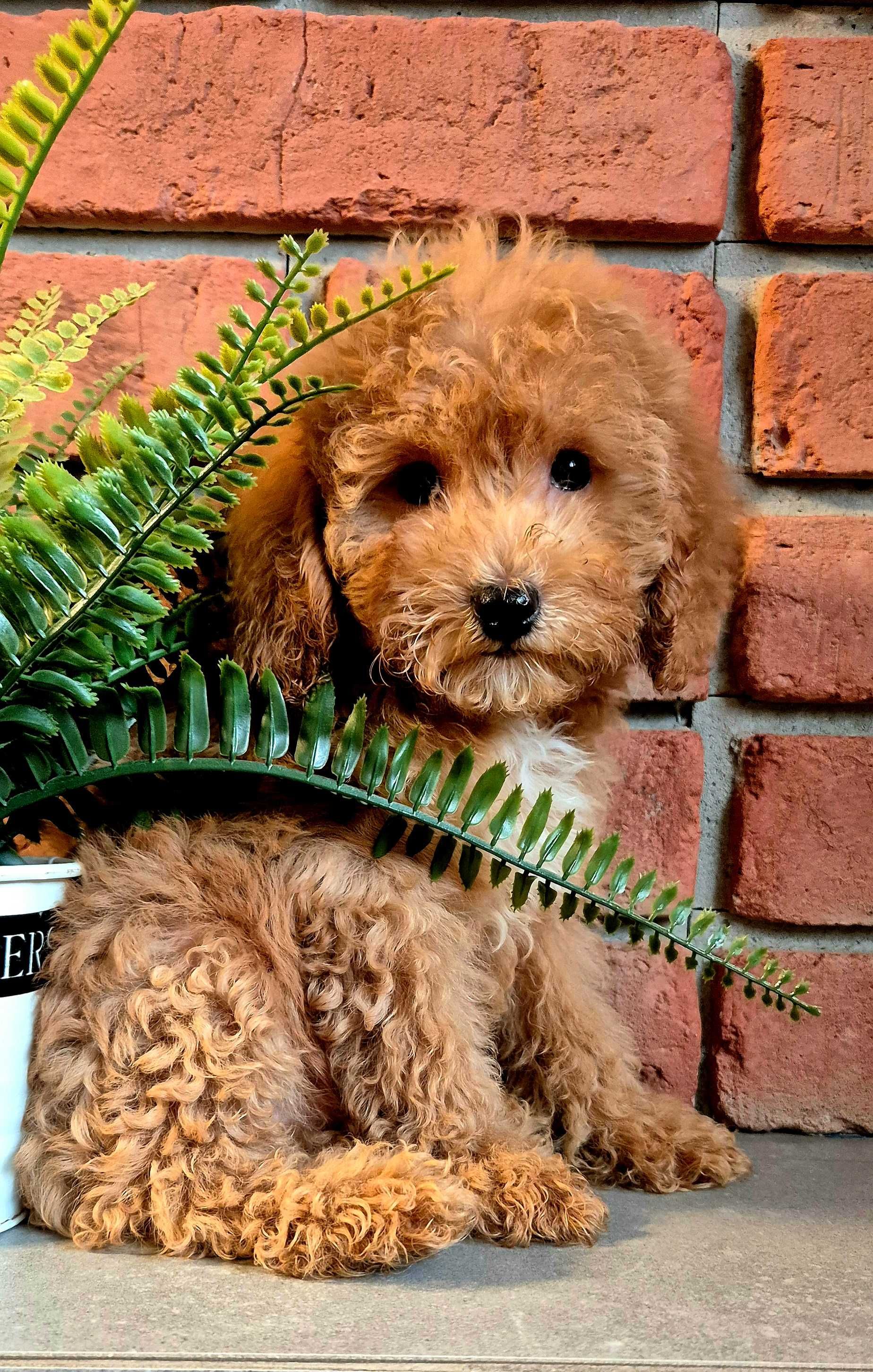 Cockapoo f1b miziasty Chlopczyk do odbioru