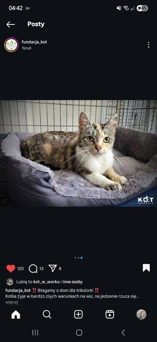 Trikolorka do pilnej adopcji