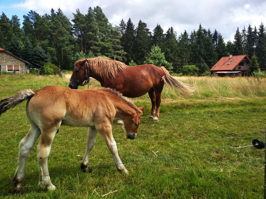 Pokoje do wynajęcia Mazury MARKO , Noclegi od 50zł agroturystyka