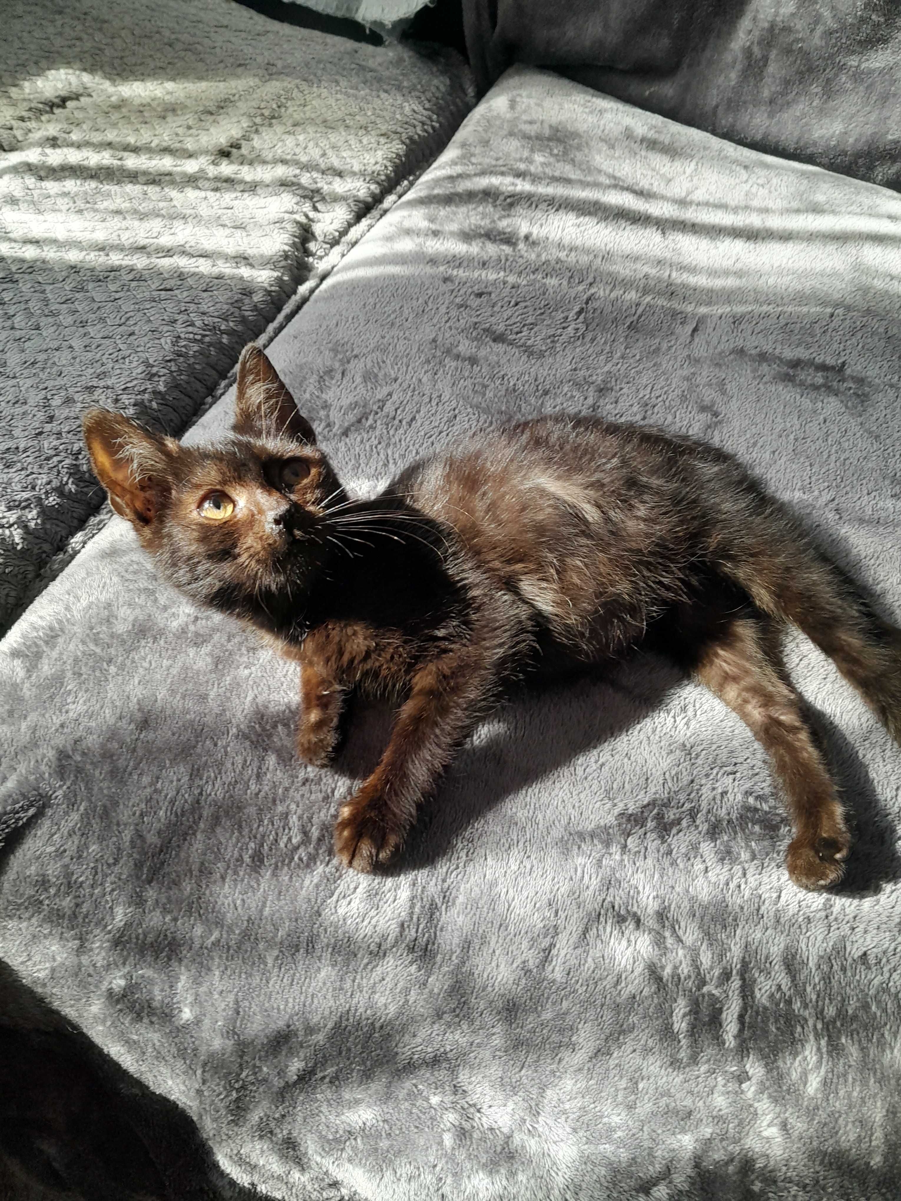 Kocięta do adopcji
