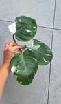 Philodendron white wizard filodendron