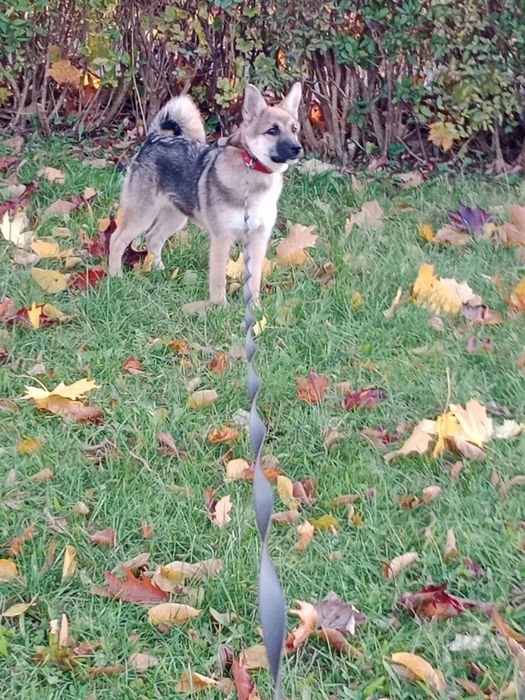 Oddam w dobre ręce! Kochani,  szukamy domu dla przyjaznej Lili.