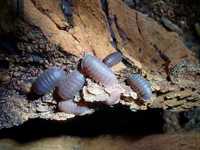 Cubaris murina Isopody/dla początkujących/egzotyczne
