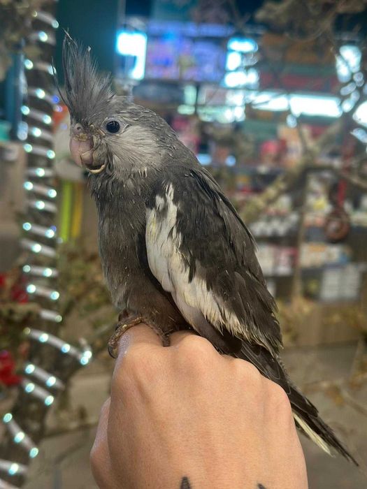 Caturra Criada à Mão