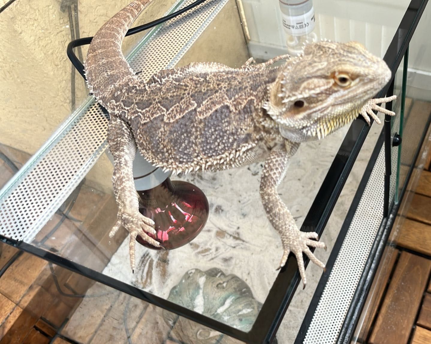 Agama Brodata z Terrarium
