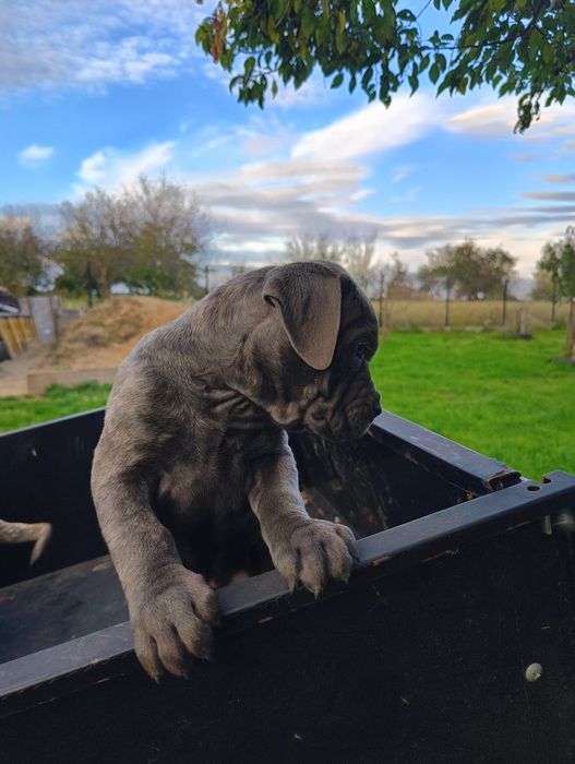 Piesek Cane Corso